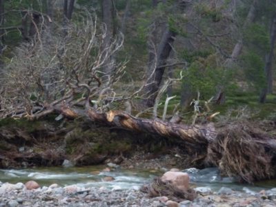 Fallen tree along the River Quoich