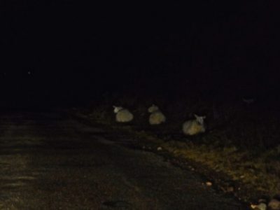 Why so close to the road, sheep?