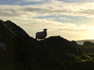 Standing guard, Isle of Islay